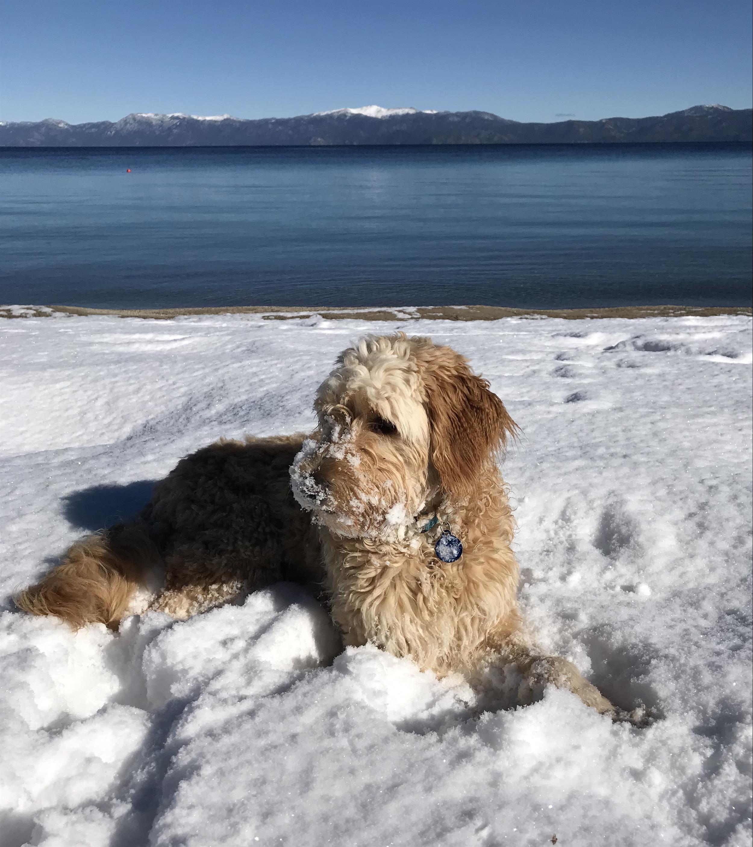 Dogs on the snowy beach