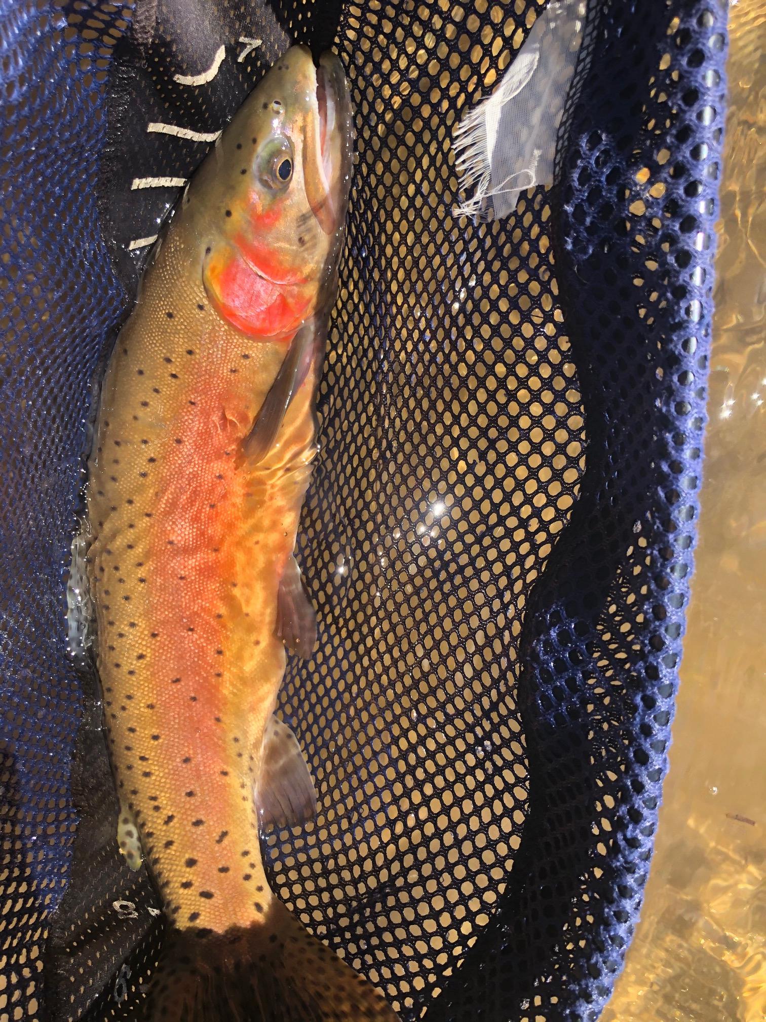 Cut throat trout